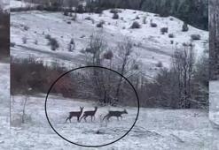 Kar altında görüntülendi! Nadir misafirler heyecan yarattı