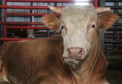 1,5 tonluk dev tosun! İstenilen ücret dikkat çekti