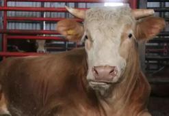 1,5 tonluk dev tosun! İstenilen ücret dikkat çekti