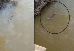 Dere kenarında vatandaşlar fark etti! Suda hareket etti, sonra gözden kayboldu