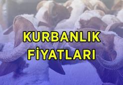 DİYANET KURBANLIK FİYATLARI 2026: Büyükbaş ve küçükbaş koç, dana, koyun kurbanlık canlı kilo fiyatları ne kadar? Diyanet vekaletle kurban kesim bedeli bu yıl kaç TL?