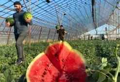 Antalya'da seralarda yetiştirilen sezonun ilk karpuzları hasat ediliyor