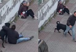 Ümraniye’de ağızlıksız gezdirilen rottweiler, küçük ırk köpeğe saldırdı!