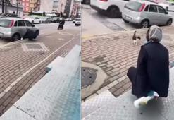Sokak kedisine işkence! 'Gel annem gel' diyerek çağırdıktan sonra yaptığı kan dondurdu