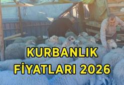 GÜNCEL KURBANLIK FİYATLARI 2026: Dana, koç ve koyun kurbanlık canlı kilo fiyatları ne kadar? Büyükbaş ve küçükbaş hayvan fiyatları