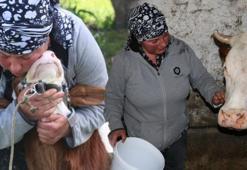 Gürcistan’dan Erzincan’a gelin geldi! Türkçeyi öğrendi, hayvancılığa başladı