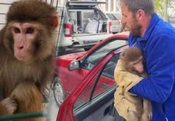 Köy yolunda büyük şok! Rhesus maymunu Yozgat’ta ortaya çıktı