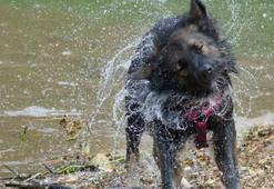 Islak köpekler neden silkinir?