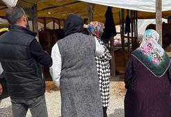 Gebze'de kurban pazarının yıldızı! 1 tonluk 'Şampiyon'un fiyatı dudak uçuklatıyor