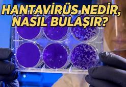 HANTAVİRÜS NASIL BULAŞIR, NASIL YAYILIR? Hantavirüs insandan insana bulaşır mı, belirtileri nelerdir?