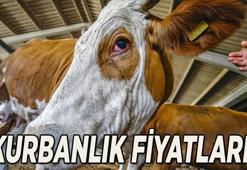 YENİ KURBANLIK FİYATLARI 2026: Büyükbaş ve küçükbaş kurban fiyatı ve hisse fiyatı ne kadar? Güncel kurban fiyat listesi