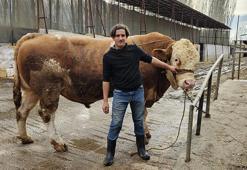 1 ton 190 kilogramlık kurbanlık boğa yarım milyon liraya satıldı