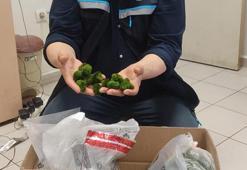 Kapıkule Sınır Kapısı’nda yolcu otobüsünde 2 bin 125 canlı yeşil alg ele geçirildi
