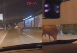 Avcılar'da kaçan kurbanlık boğa D-100 Karayolu'na çıktı