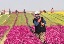 Kırsal Kalkınma Yatırım Programı’nda son başvuru tarihi 12 Haziran