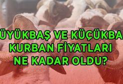 KURBANLIK FİYATLARI 2026: Büyükbaş ve küçükbaş kurban fiyatları ne kadar? Dana, koç, koyun canlı kilogram fiyatları
