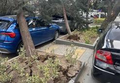 Ankara'yı fırtına vurdu: Ağaçlar devrildi, araçlar zarar gördü