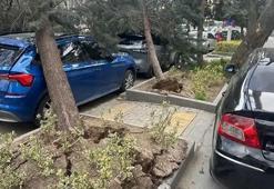 Ankara'yı fırtına vurdu: Ağaçlar devrildi, araçlar zarar gördü