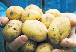 Savaş Avrupa’da patates fiyatlarını yüzde 700 artırdı