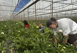 Antalya’da tarladan servete dönüşen çiçek! Tanesi 150 TL’ye satılıyor, Türkiye’nin dört bir yanından sipariş yağıyor
