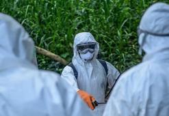 Ölü sayısı 139'a ulaştı, virüs giderek yayılıyor! Ebola krizi büyüyor