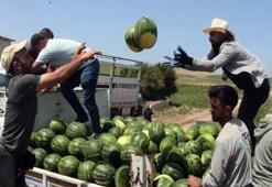 Adana'da sezonun ilk karpuz hasadı başladı: Kilosu 25 TL!
