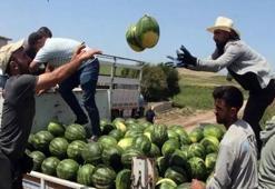 Adana'da sezonun ilk karpuz hasadı başladı: Kilosu 25 TL!