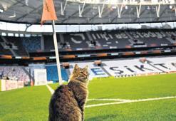 İstanbul ya da yeni adıyla Catstanbul!