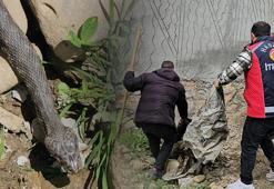 3 metrelik dev yılan evin altına yuva yaptı, belediye harekete geçti: Aileme zarar verecek diye korkuyoruz