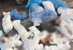 İzmir'deki 33 ölü kedi vahşetinde yeni gelişme! Veterinerle ilgili verilen karar başsavcılık itiraz etti