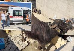 Çorum'da kaçan kurbanlık ortalığı birbirine kattı! Sahibi çareyi bodruma saklanmakta buldu