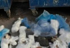 İzmir’deki 33 kedi vahşetinde yeni gelişme! Veteriner hekim tutuklandı