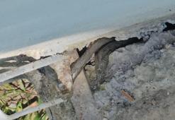 Boyları tam 3 metre! Yılanlar tüm evi sardı, aile çaresiz: Geceleri uyuyamıyoruz