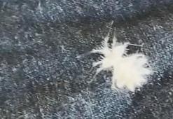 Şaşkınlık içerisinde kayda aldı! "Nasıl bir böcek ya?"