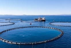 Türkiye geçen yıl 133 ülkeye 2,2 milyar dolarlık su ürünleri ihraç etti