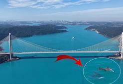 Turkuaz renge bürünen İstanbul Boğazı’nda sürpriz görüntü! Bir anda ortaya çıktılar