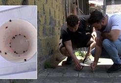 İstanbul'da kene alarmı! 'İlk defa böyle bir istila gördüm'