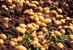 Tarlada tablo değişti! Patates hasadında 20 günde fiyat 10 TL birden geriledi