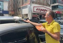Gebze'de esnafın beslediği martı 'Pamuk' mahallenin maskotu oldu