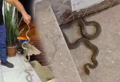 3 kentte yılan paniği! Kimi elleriyle kimi aparatla yakaladı: Evime gelme, kafanı ezerim