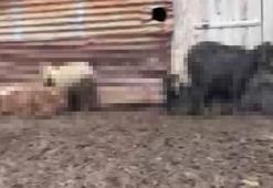 Onlarca hayvan telef olmuştu! Adana'daki gizemli ölümlerin nedeni belli oldu!