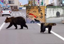 Şehir merkezine indi, tam 94 okul birden kapatıldı! Japonya'da ayı alarmı