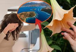 Dokunanın bilinci bulanıyor! İsmi 'Melek', etkisi zehir: Türkiye'de bu bölgelerde görülüyor