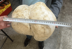 Isparta'da bahçesini temizlerken buldu! Tam 3 kilo 470 gram...