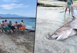 Yer: Kuşadası! 3 metrelik boz camgöz köpekbalığı kıyıya vurdu