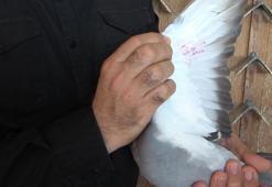 Kars'ta bırakıldı, 1 günde aştığı yol şaşırttı: Eşine olanan sadakati sayesinde