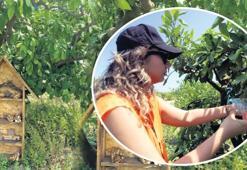 Mandalinalar uğur böceklerine emanet