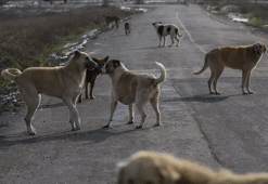 Son dakika... Sahipsiz köpek saldırıları sonrası 3 belediye başkanı hakkında işlem