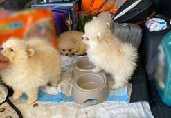 Sınırda 'Pomeranian' cinsi köpek yavruları ele geçirildi