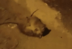 Batman'da Splinter ustalar kapıştı! Görenler gerçek olduğuna inanamadı